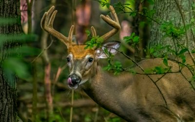 Senate Democrats Celebrate Opening Day, Highlight Policy and Budget Wins to Support Hunters 