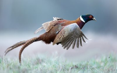 Sen. Cherry’s Legislation to Extend Pheasant Hunting and Restore American Woodcock Passes Senate Natural Resources and Agriculture Committee