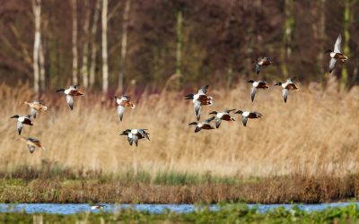 Tackling Hunger in Michigan & Resources for Hunters 