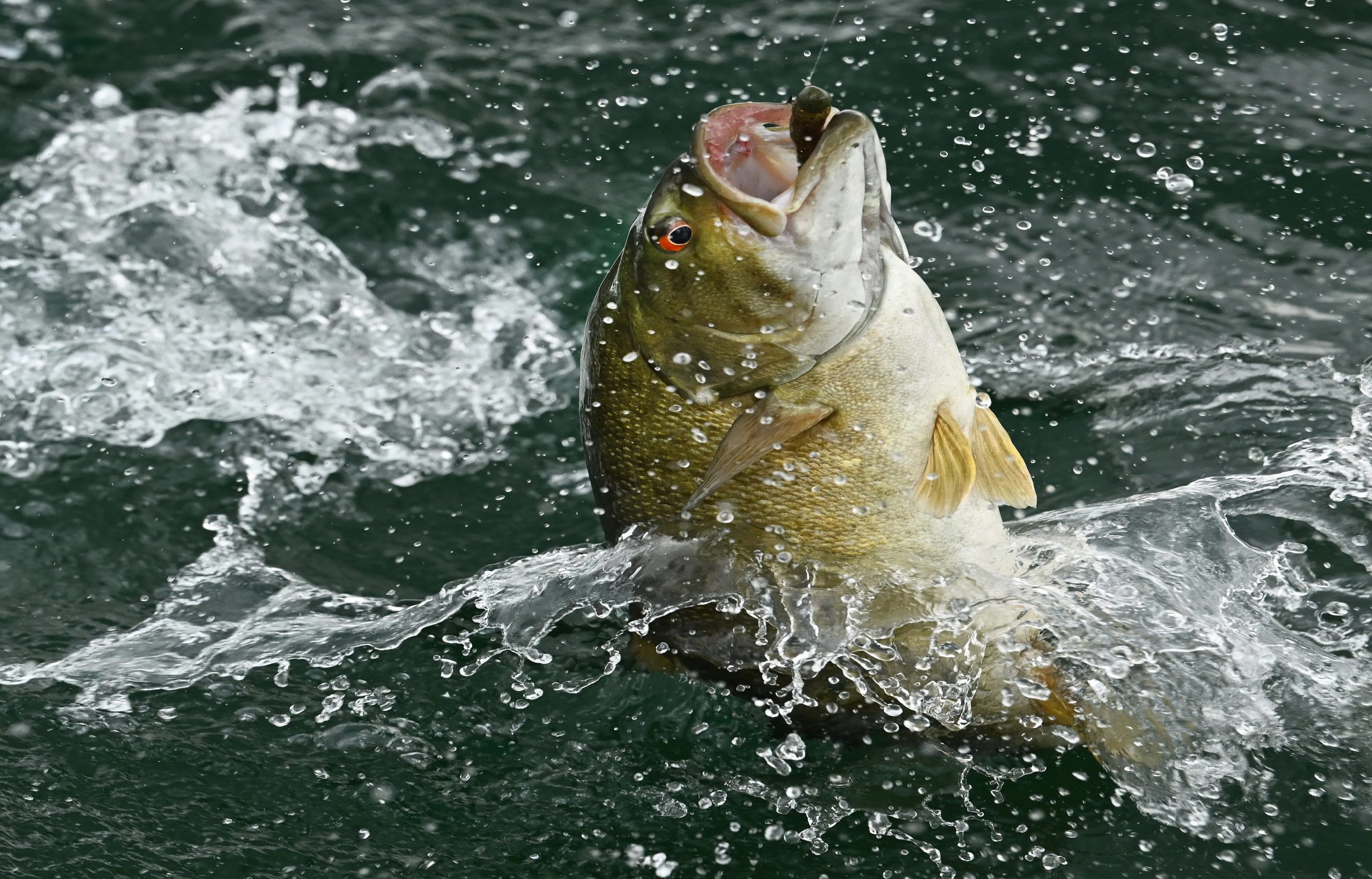 Bass fish jumping out of water with a hook in it's mouth