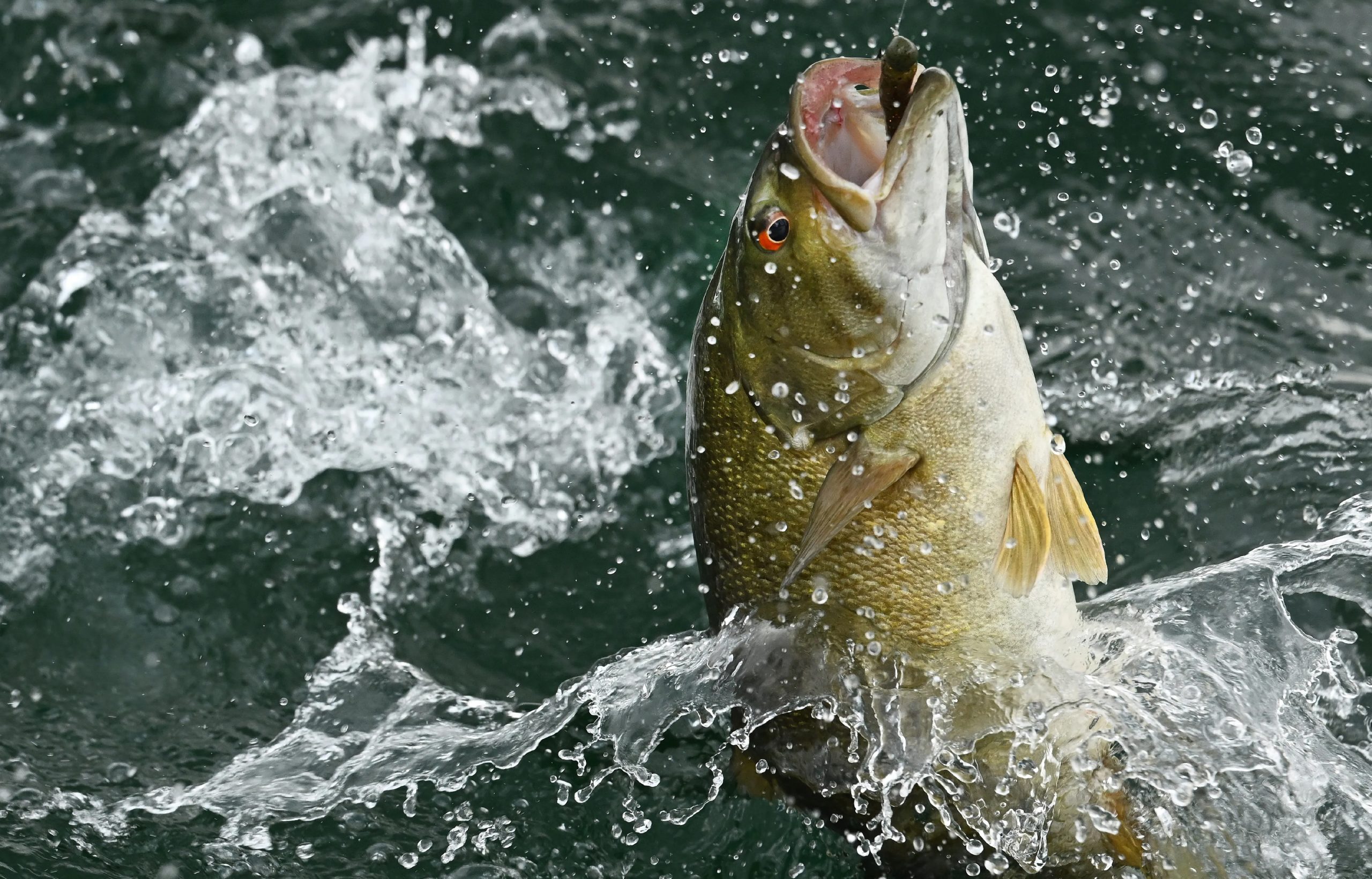 Bass fish hooked by a fishing lure jumping out of water