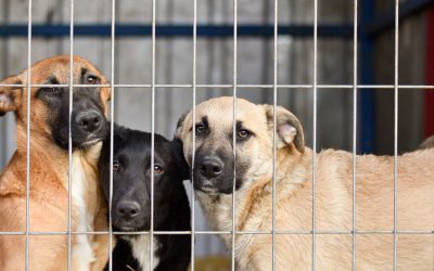 Senate Passes Legislation Championed by Polehanki, Wojno to Reduce Burden on Animal Shelters, Control Agencies