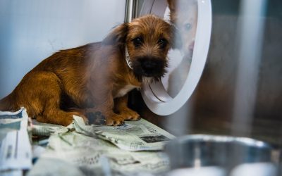 Sen. Wojno Introduces Bill to Prohibit Painful, Taxpayer-Funded Dog Experiments